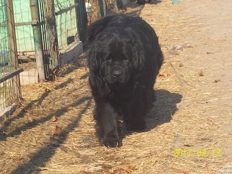 Фото: ньюфаундленд Viktorius Smayl (Викториус Смайл)