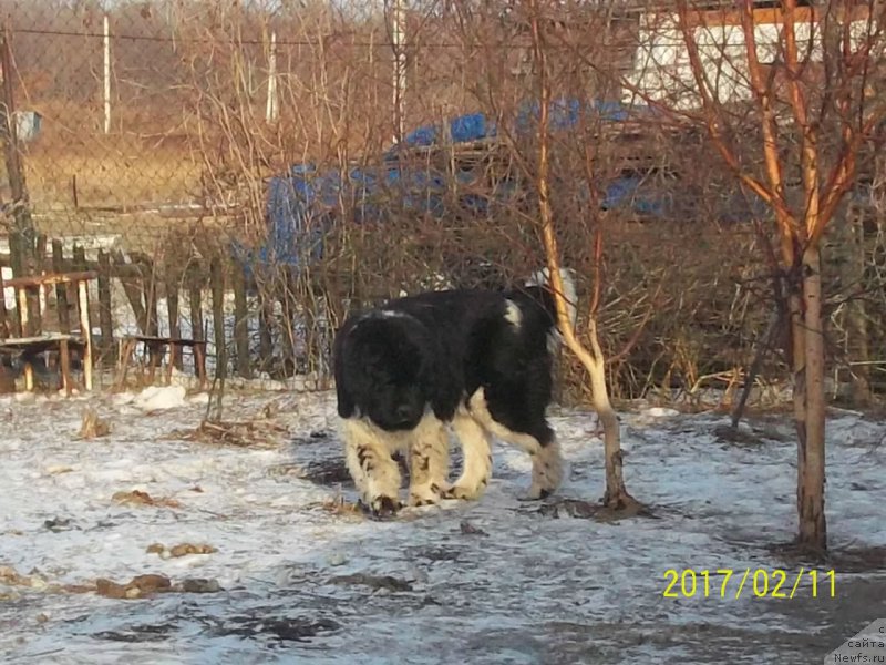 Фото: ньюфаундленд Selin Dion (Селин Дион)