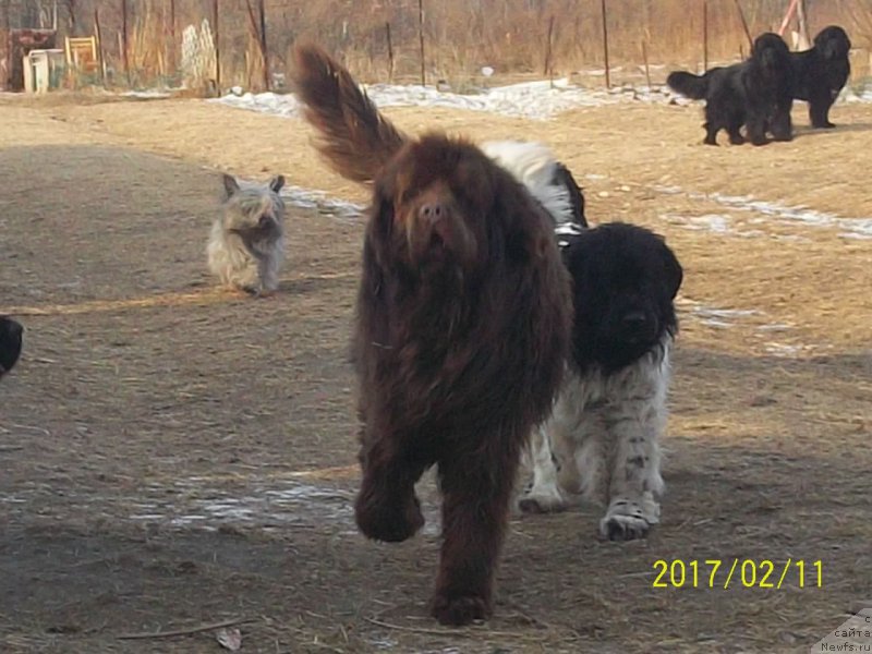 Фото: ньюфаундленд Super Premium Litoniel Vallaninor (Супер Премиум Литониэль Валланинор), ньюфаундленд N'yufort YU'Severino (Ньюфорт Ю'Северино)