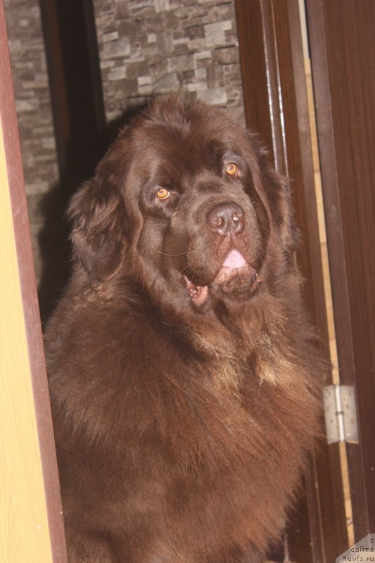 Фото: ньюфаундленд Naomi Tagoliri for Brouwnblood (Наоми Таголири фор Браунблад)