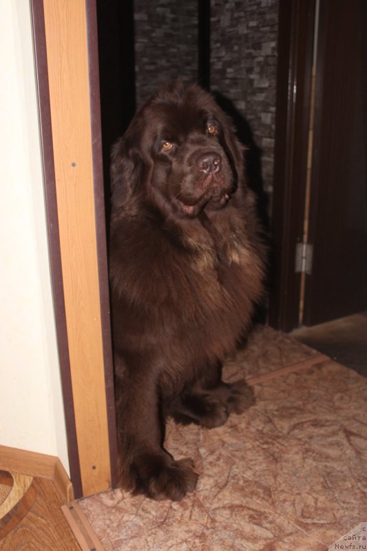 Фото: ньюфаундленд Naomi Tagoliri for Brouwnblood (Наоми Таголири фор Браунблад)