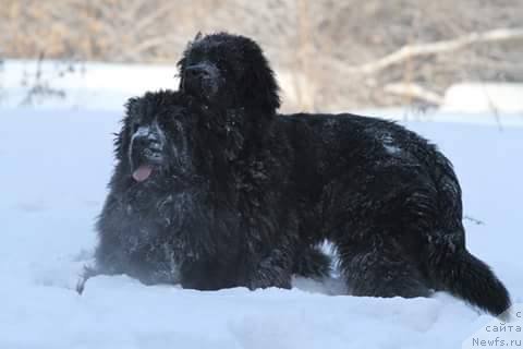 Фото: ньюфаундленд N'yufort Jordjiya (Ньюфорт Жорджия), ньюфаундленд Korolevich Elisey ot Sibirskogo Medvedya (Королевич Елисей от Сибирского Медведя)