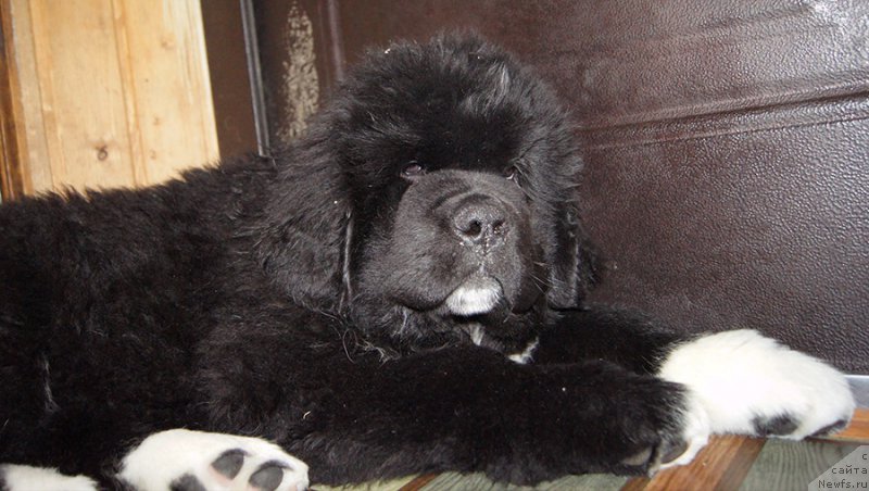 Фото: ньюфаундленд Super Bizon Tatonka (Супер Бизон Татонка)