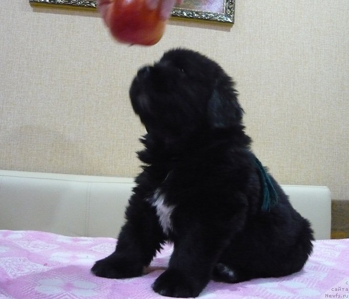 Фото: ньюфаундленд N'yufort Carskaya Doch' (Ньюфорт Царская Дочь)