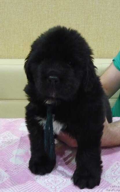 Фото: ньюфаундленд N'yufort Carskaya Doch' (Ньюфорт Царская Дочь)