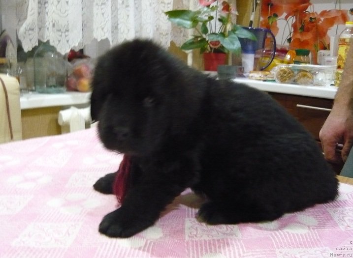 Фото: ньюфаундленд N'yufort Carskaya Doch' (Ньюфорт Царская Дочь)