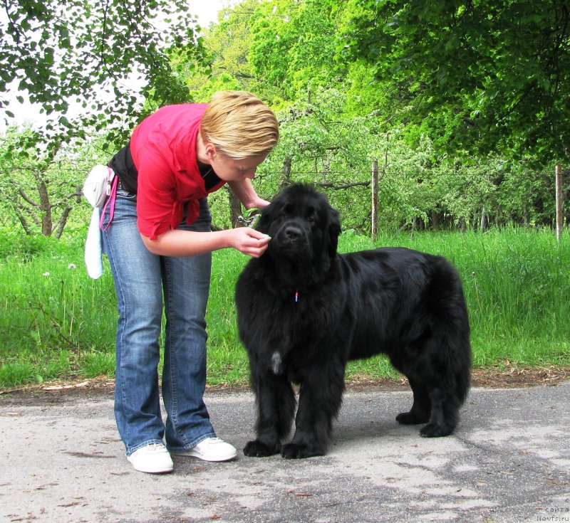 Фото: ньюфаундленд Velyke Malyatko Zhuravka V Nebi