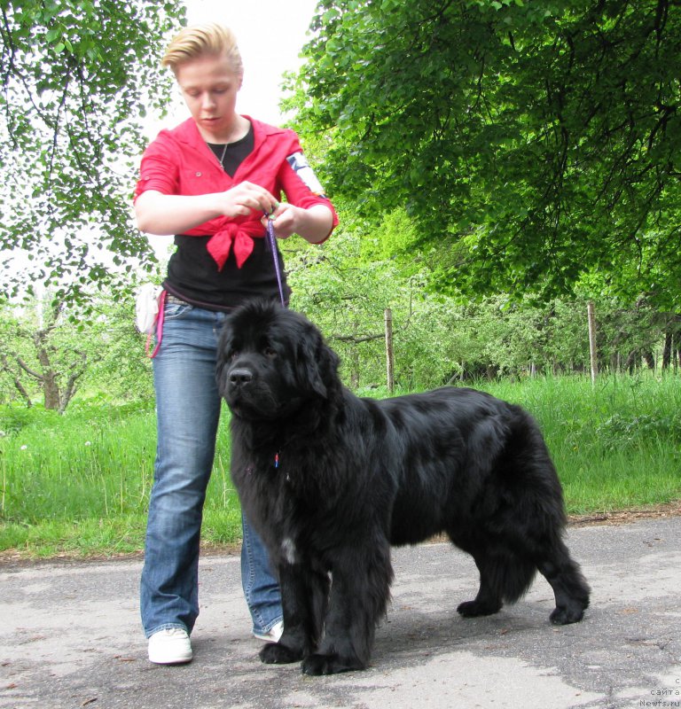 Фото: ньюфаундленд Velyke Malyatko Zhuravka V Nebi