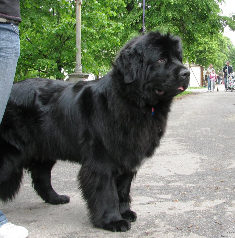 Фото: ньюфаундленд Velyke Malyatko Zhuravka V Nebi