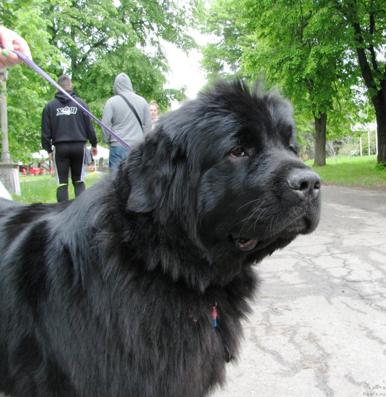 Фото: ньюфаундленд Velyke Malyatko Zhuravka V Nebi