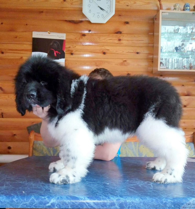 Фото: ньюфаундленд Rovena Vayt Levado (Ровена Вайт Левадо)