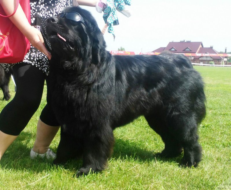 Фото: ньюфаундленд Velyke Malyatko Zholud' Nadij