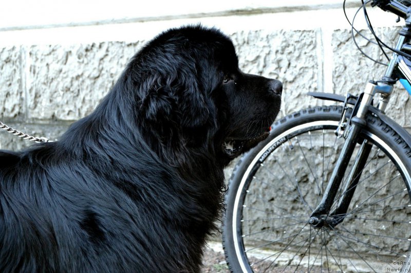Фото: ньюфаундленд Velyke Malyatko Zholud' Nadij