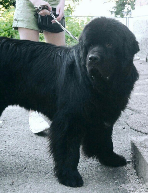 Фото: ньюфаундленд Velyke Malyatko Zholud' Nadij