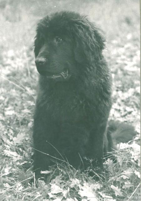 Фото: ньюфаундленд Krosh Fan (Крош Фан)