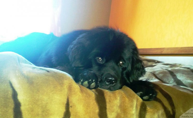 Фото: ньюфаундленд Velyke Malyatko Zholud' Nadij