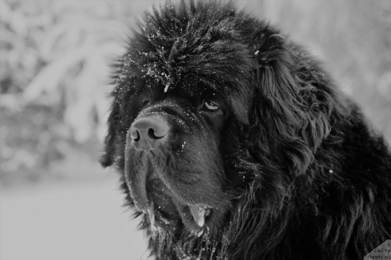 Фото: ньюфаундленд Velyke Malyatko Zhoden Sumniv