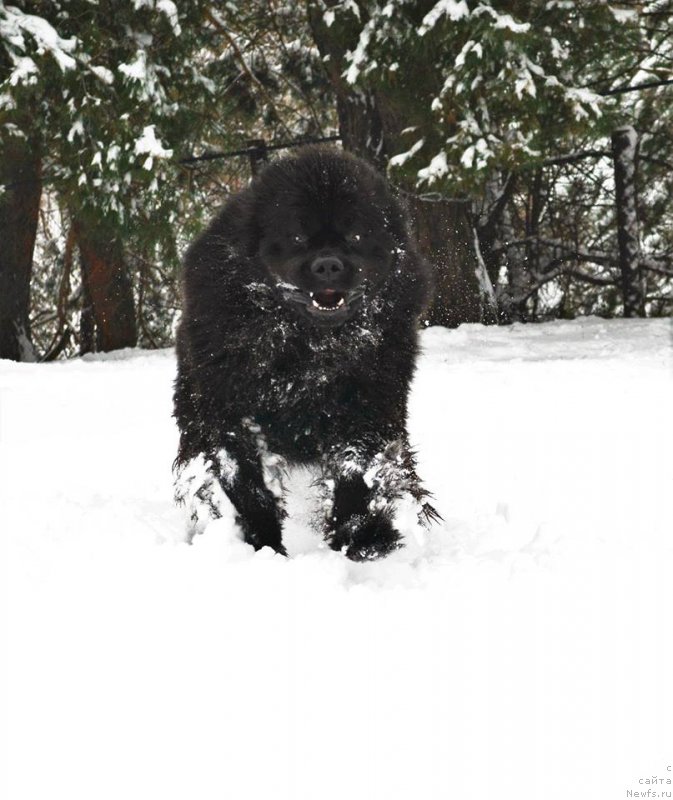 Фото: ньюфаундленд Velyke Malyatko Zhoden Sumniv