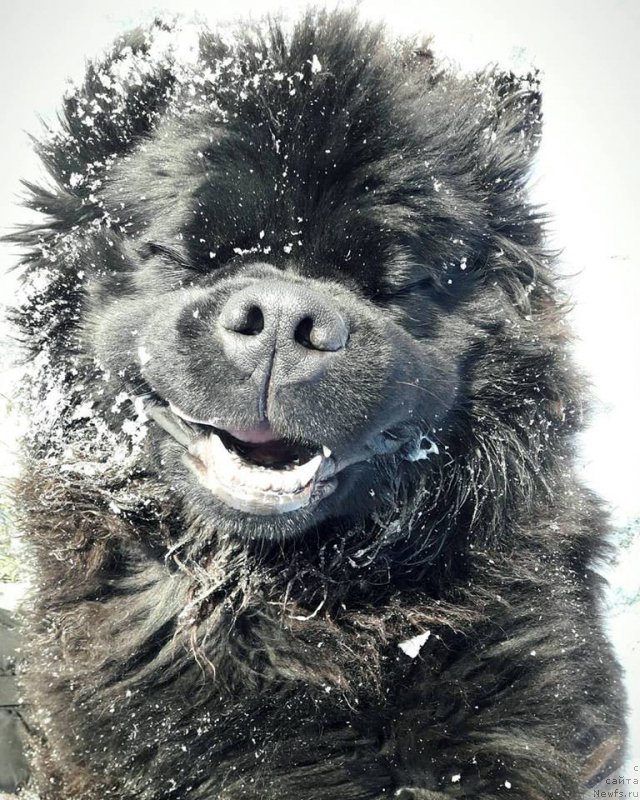 Фото: ньюфаундленд Velyke Malyatko Zhoden Sumniv