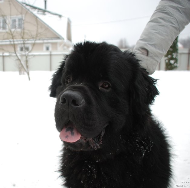 Фото: ньюфаундленд Belkonder-Club Burgundy Ice (Белкондер-Клаб Бургунди Айс)