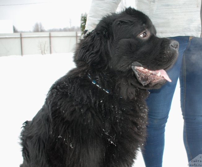 Фото: ньюфаундленд Belkonder-Club Burgundy Ice (Белкондер-Клаб Бургунди Айс)