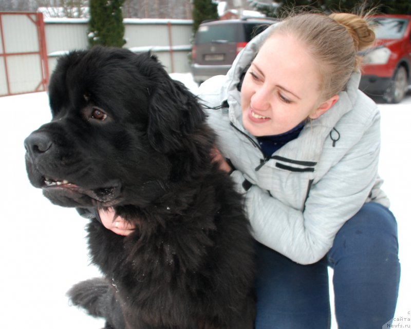 Фото: ньюфаундленд Belkonder-Club Burgundy Ice (Белкондер-Клаб Бургунди Айс), Irina Konovalenko (Ирина Коноваленко)
