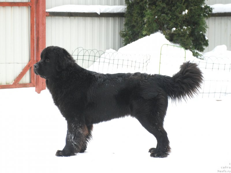 Фото: ньюфаундленд Belkonder-Club Burgundy Ice (Белкондер-Клаб Бургунди Айс)
