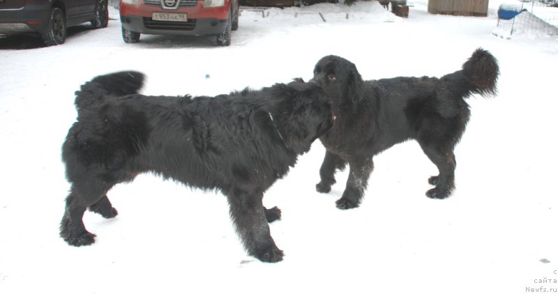 Фото: ньюфаундленд Belkonder-Club Burgundy Ice (Белкондер-Клаб Бургунди Айс), ньюфаундленд Belkonder-Club Bella Renaissance (Белкондер-Клаб Белла Ренессанс)