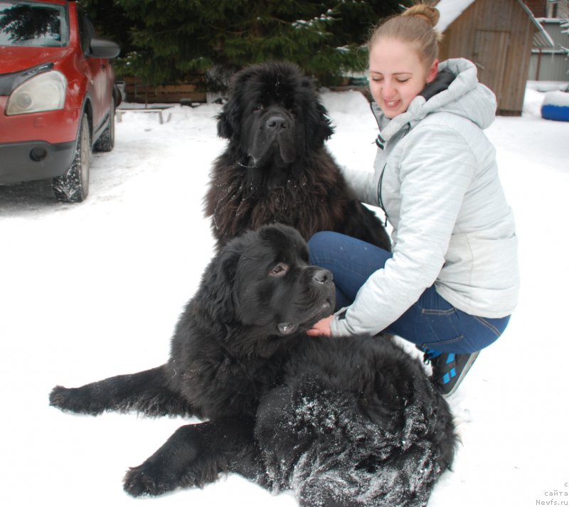 Фото: ньюфаундленд Belkonder-Club Burgundy Ice (Белкондер-Клаб Бургунди Айс), ньюфаундленд Belkonder-Club Dostuchat'sya Do Nebes (Белкондер-Клаб Достучаться До Небес), Irina Konovalenko (Ирина Коноваленко)