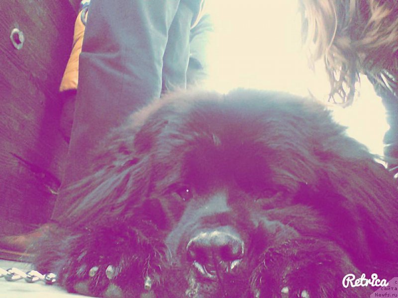 Фото: ньюфаундленд Velyke Malyatko Zhar Kohannya