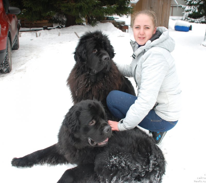 Фото: ньюфаундленд Belkonder-Club Burgundy Ice (Белкондер-Клаб Бургунди Айс), ньюфаундленд Belkonder-Club Dostuchat'sya Do Nebes (Белкондер-Клаб Достучаться До Небес), Irina Konovalenko (Ирина Коноваленко)