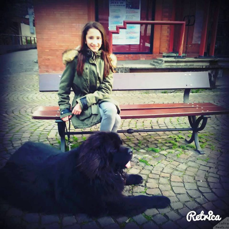 Фото: ньюфаундленд Velyke Malyatko Zhar Kohannya