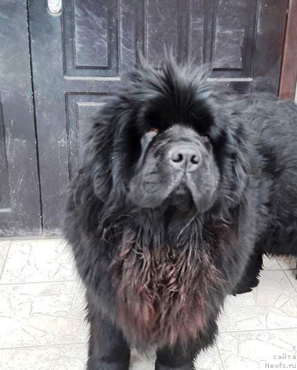 Фото: ньюфаундленд Velyke Malyatko Zhaga Peremogy