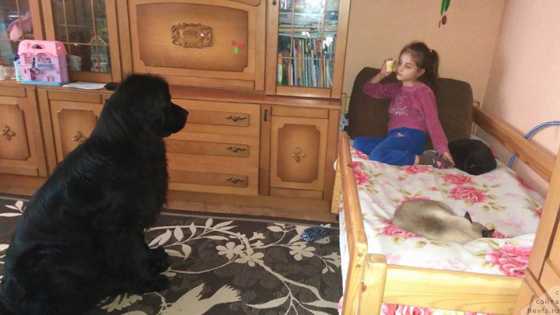 Фото: ньюфаундленд Velyke Malyatko Zharyna Virnosti