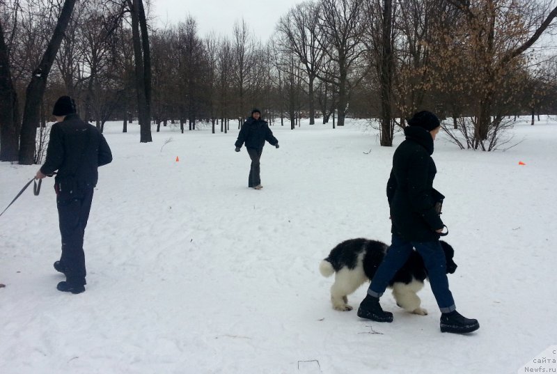 Фото: ньюфаундленд Vodoley ot Karel'skih Medvedey (Водолей от Карельских Медведей)