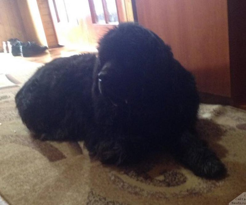 Фото: ньюфаундленд Velyke Malyatko Zhartivnytsya Myla