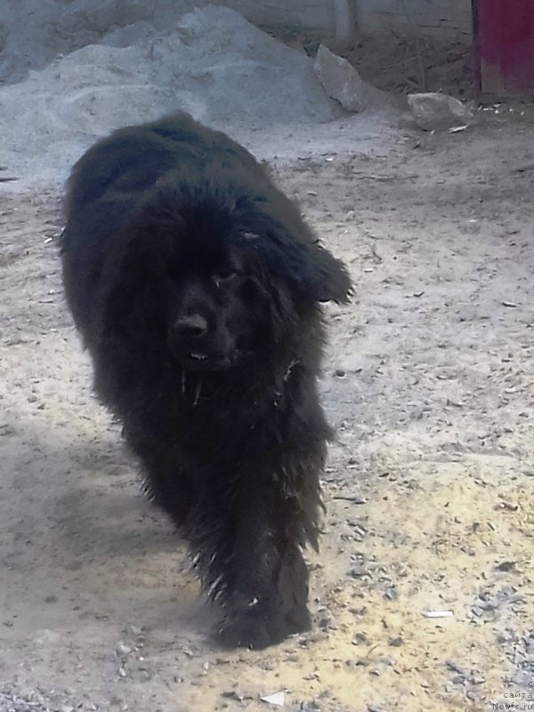 Фото: ньюфаундленд Velyke Malyatko Zhinocha Syla