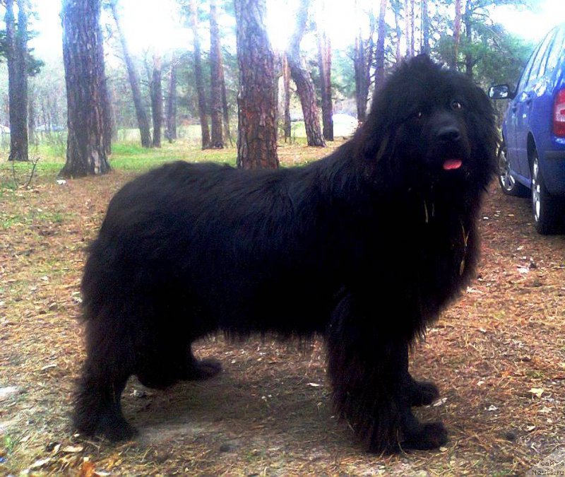 Фото: ньюфаундленд Velyke Malyatko Zhinocha Syla