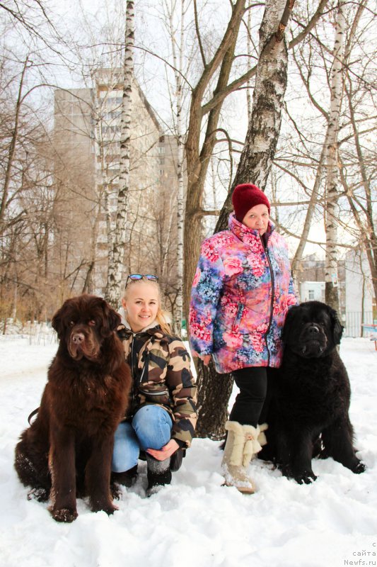 Фото: ньюфаундленд Cherniy Balu Zlatogor (Черный Балу Златогор), ньюфаундленд Zhdanny Syn Vialiki Miadzvedz