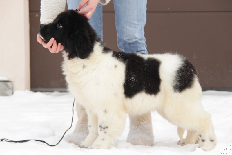 Фото: ньюфаундленд Akvian Song Tiffani (Аквиан Сонг Тиффани)