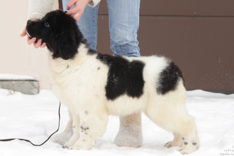 Фото: ньюфаундленд Akvian Song Tiffani (Аквиан Сонг Тиффани)