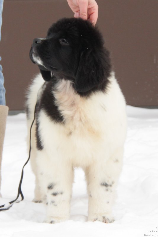 Фото: ньюфаундленд Akvian Song Tiffani (Аквиан Сонг Тиффани)