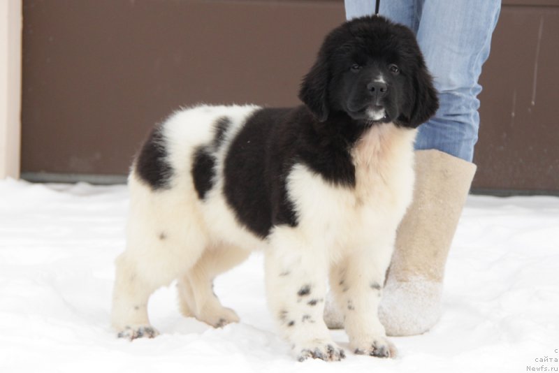 Фото: ньюфаундленд Akvian Song Tiffani (Аквиан Сонг Тиффани)