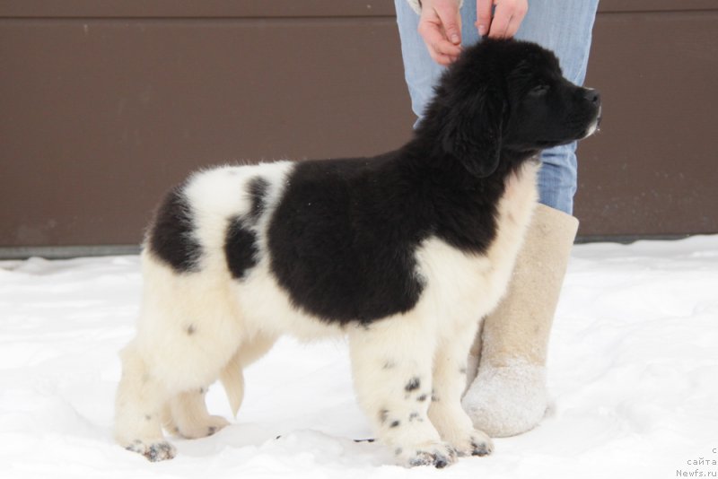 Фото: ньюфаундленд Akvian Song Tiffani (Аквиан Сонг Тиффани)