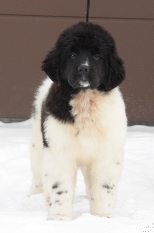 Фото: ньюфаундленд Akvian Song Tiffani (Аквиан Сонг Тиффани)