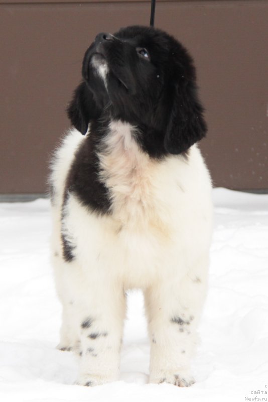 Фото: ньюфаундленд Akvian Song Tiffani (Аквиан Сонг Тиффани)