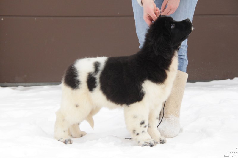 Фото: ньюфаундленд Akvian Song Tiffani (Аквиан Сонг Тиффани)