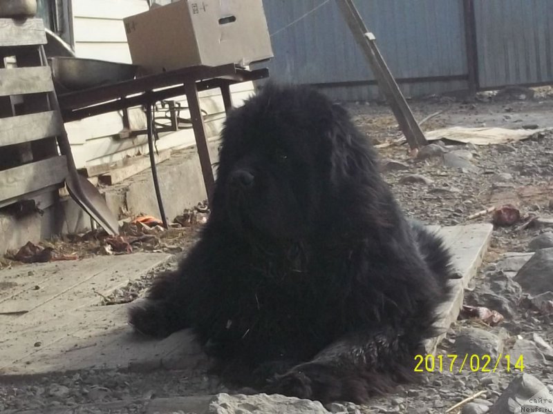 Фото: ньюфаундленд Super Premium Mikado (Супер Премиум Микадо)