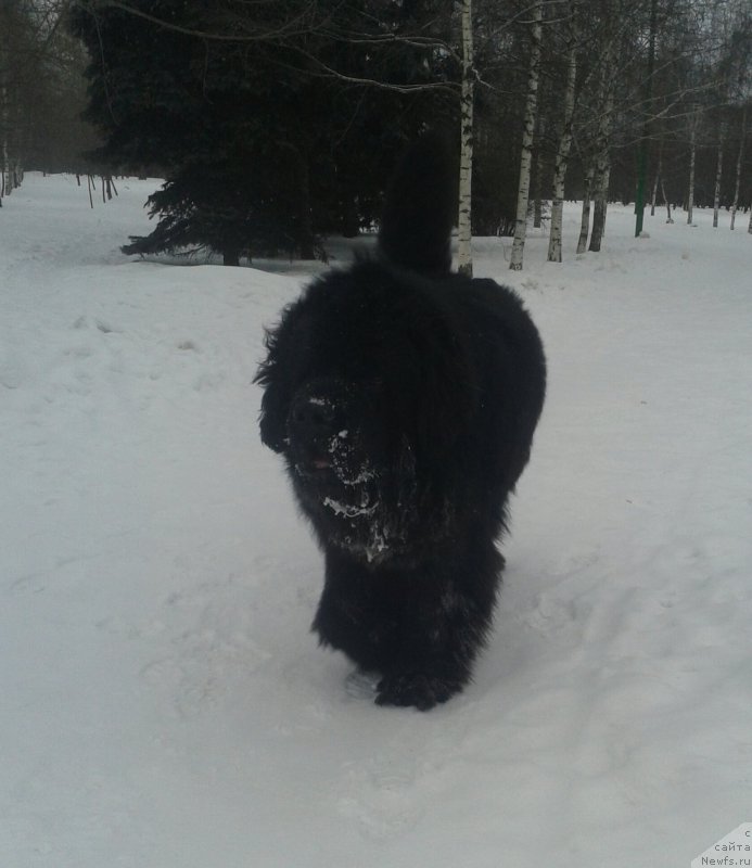 Фото: ньюфаундленд Beguschaya po Volnam CHicharitto (Бегущая по Волнам Чичаритто)