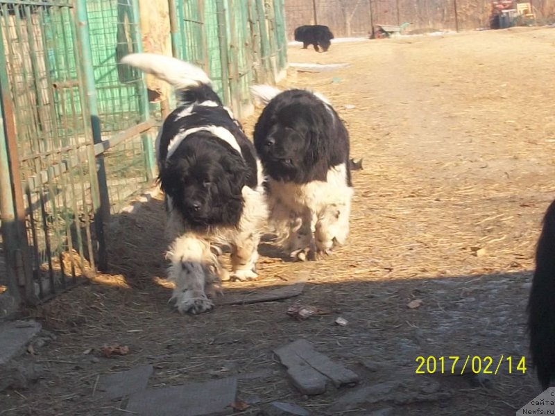 Фото: ньюфаундленд Super Premium Litoniel Vallaninor (Супер Премиум Литониэль Валланинор), ньюфаундленд Selin Dion (Селин Дион)